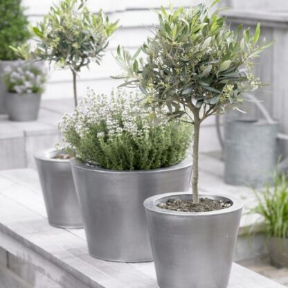 Olea Europa - Patio Olive Tree Standard - Circa 100cms Tall