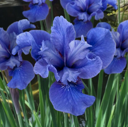 Iris Sibirica 'Côte D'Azur'