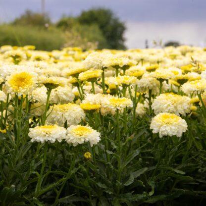 Leucanthemum Real Deal - Shasta Daisy - Large Plant in Bud & Bloom