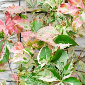 Parthenocissus Quinquefolia Star Showers - Virginia Creeper