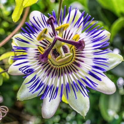 Passion Flower - Passiflora Caerulea