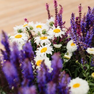 Ten Established Cottage Garden Plants - Hardy Perennials Perfect For Beds And Borders