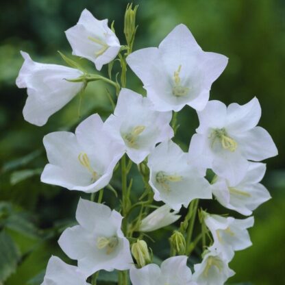 Campanula Persicifolia 'Alba'