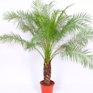 Phoenix Roebelenii - XXXL Pygmy Date Palms - Circa 150-180cm