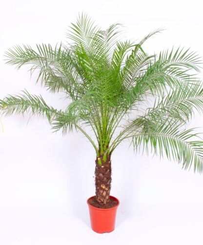 Phoenix Roebelenii - XXXL Pygmy Date Palms - Circa 150-180cm
