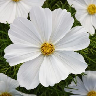 Cosmos Casanova White - Garden Colour Daisy