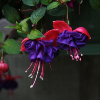 Fuchsia Dark Eyes - Double Flowered Trailing Fuchsia