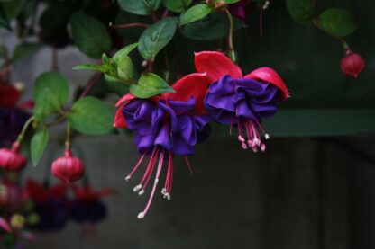 Fuchsia Dark Eyes - Double Flowered Trailing Fuchsia