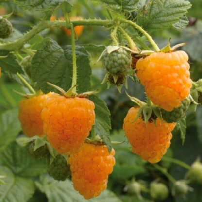 Raspberry All Gold - Rubus Idaeus All Gold