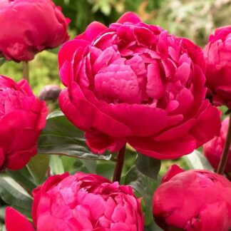 Paeonia Lactiflora Red Sarah Bernhardt - Peony
