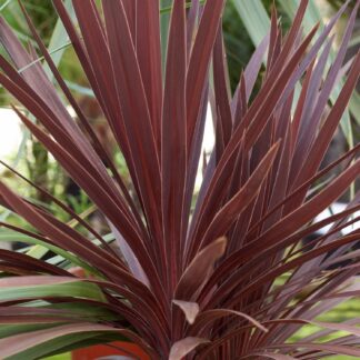 Cordyline Australis Red Star - Patio Torbay Palm