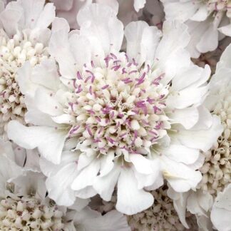Scabiosa Incisa Kodo White - Scabious