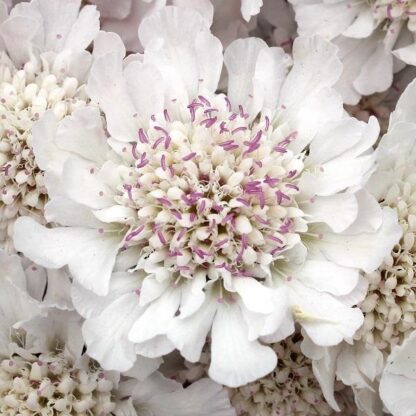 Scabiosa Incisa Kodo White - Scabious