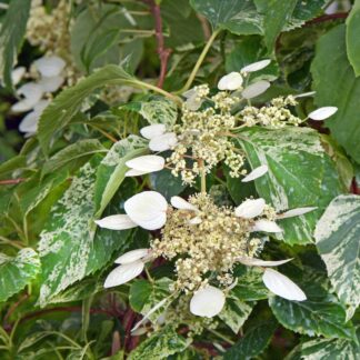 Schizophragma Hydrangeoides 'Snow Sensation' - Climbing Hydrangea