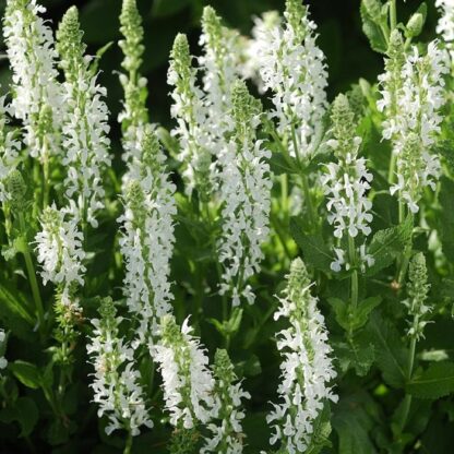 Salvia x Sylvestris 'Schneehugel' - Salvia Nemorosa Snow Hill