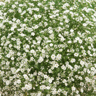 Gypsophila Repens 'Filou White' - Babies Breath