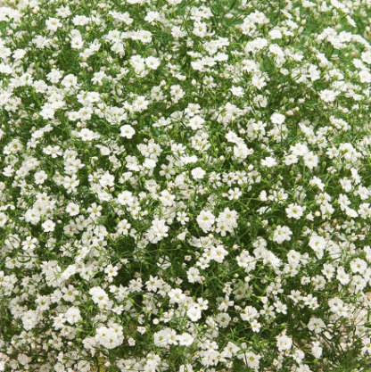 Gypsophila Repens 'Filou White' - Babies Breath