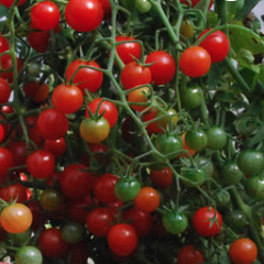 Tomato Plant 'Currant Red'