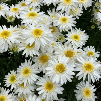 Leucanthemum Real Comet - Shasta Daisy