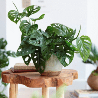 Monstera Adansonii Monkey Mask - Swiss Cheese Plant