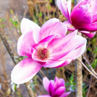 Magnolia 'Shirazz' - Circa 220-240cm