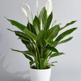 Large Spathiphyllum 'Alana' - Peace Lily in White Display Pot