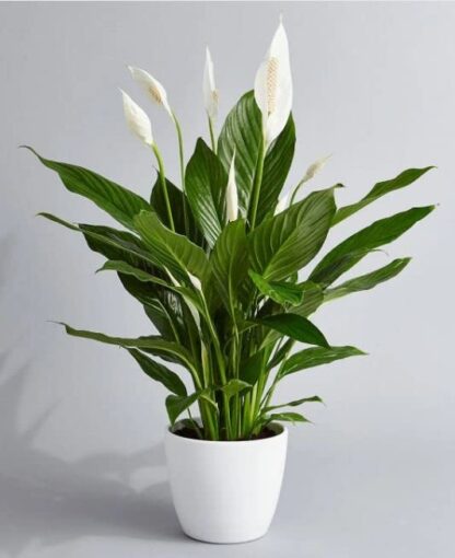 Large Spathiphyllum 'Alana' - Peace Lily in White Display Pot