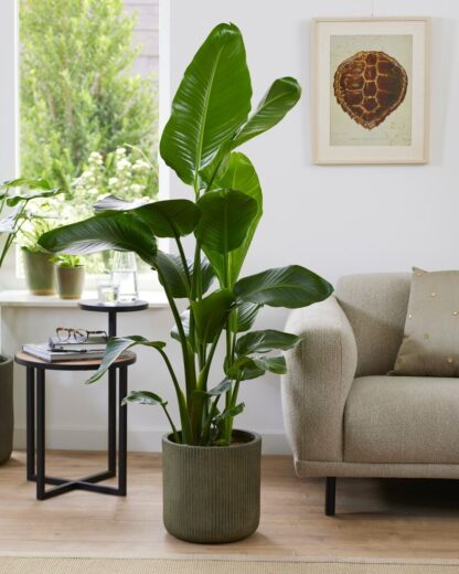 Rare - Strelitzia Nicolai - Large White Bird of Paradise Plant 150-170cm
