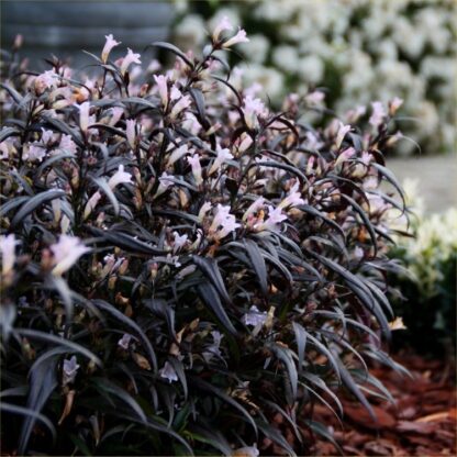 Strobilanthes Anisophyllus Brunetti - Persian Shield Plant