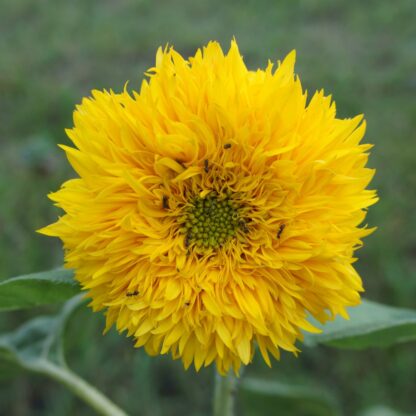 Sunflower Plant - Helianthus Teddy Bear