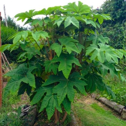 Tetrapanax Papyrifer 'Rex' - Large T-Rex Plant