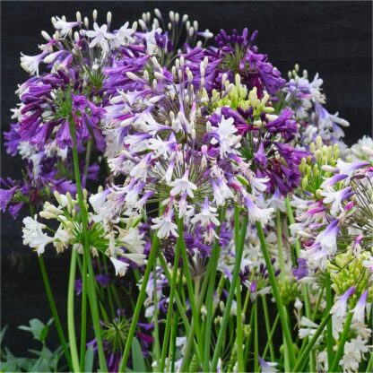 Agapanthus ‘three Sisters’ - Nile Lily