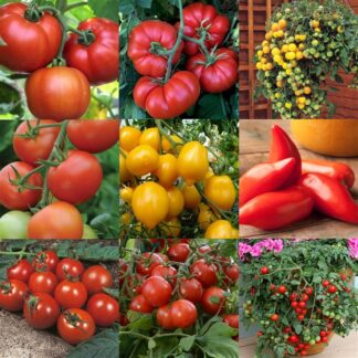'Tom-Bola' - Nursery Choice of Six Different Tomato Plants