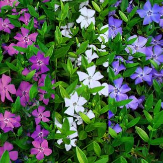 Vinca Minor Multi-Colour - Tricolour Flowers Evergreen Lesser Periwinkle Plant