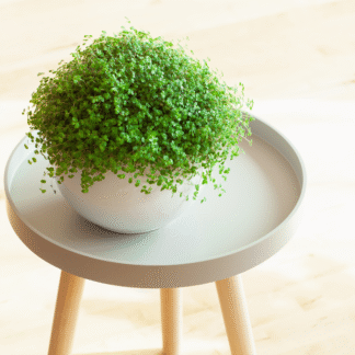 L  - Soleirolia Soleirolii - Mind Your Own Business Plant