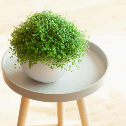L  - Soleirolia Soleirolii - Mind Your Own Business Plant