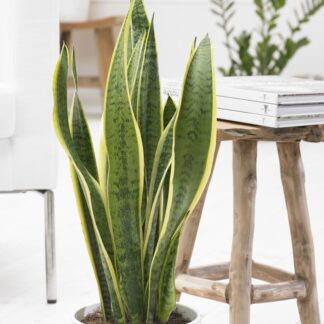 Sansevieria Variegated - Snake Plant - Complete With White Display Pot