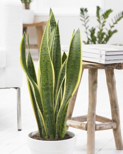 Sansevieria Variegated - Snake Plant - Complete With White Display Pot