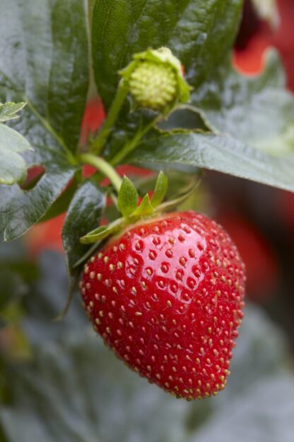 Strawberry 'Elan'