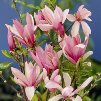Magnolia Betty