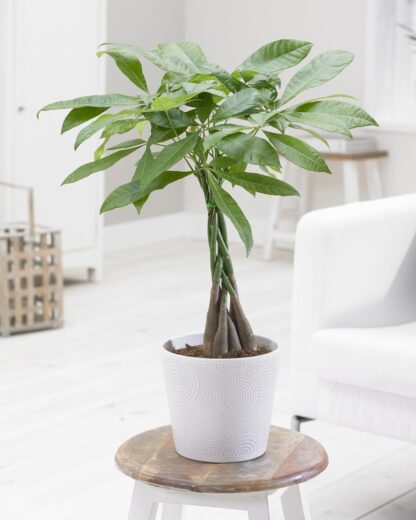 Pachira Aquatica Tree - 'Money Tree' With a Braided Stem