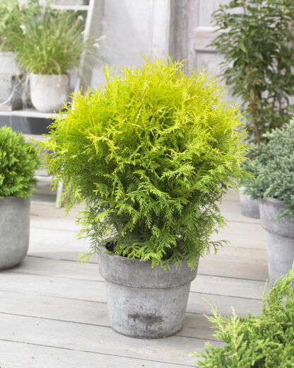 Thuja Occidentalis Golden Globe