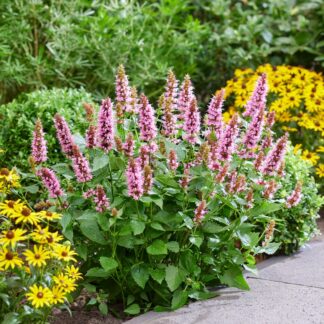Agastache Rugosa 'Beelicious Pink' - Mexican Giant Hyssop - in Bud & Bloom