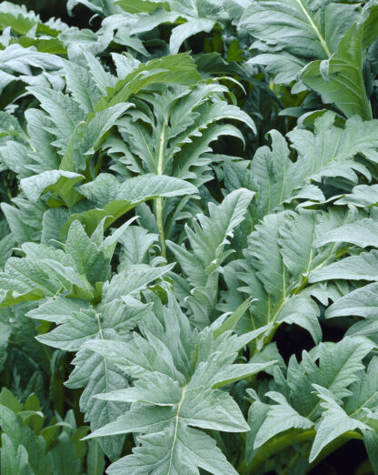 Cynara Cardunculus - Silver Cardoon