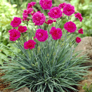 Dianthus 'Devon Wizard'