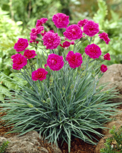Dianthus 'Devon Wizard'