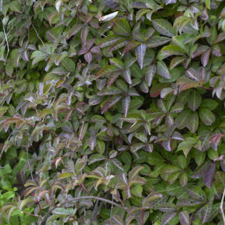 Parthenocissus Henryana - Chinese Virginia Creeper
