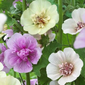 Hollyhock (Alcea) Single Mixed - Pack of Three