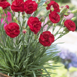 Dianthus Scent First Passion