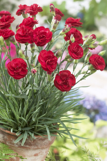 Dianthus Scent First Passion